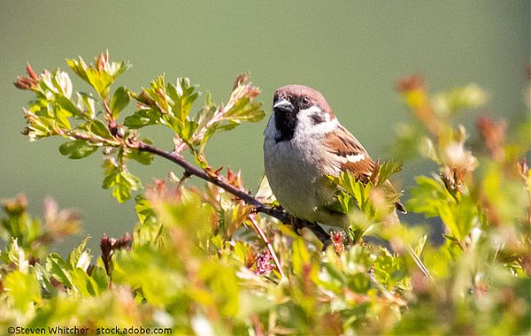 Spatz sitzt in Weißdornhecke