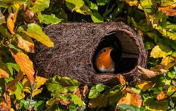 Nistplatz für Rotkehlchen in Hecke