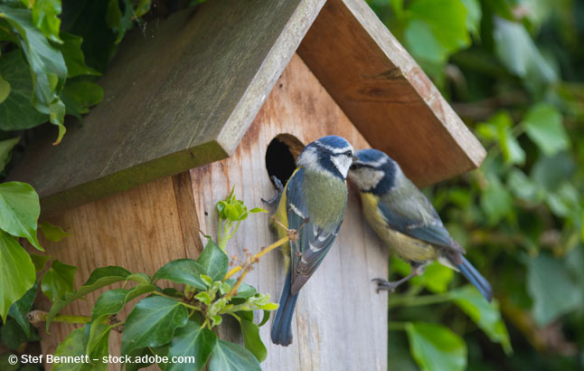 A pair of Blue Tits at a nesting box